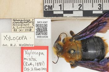 Media type: image;   Entomology 816436 Aspect: labels